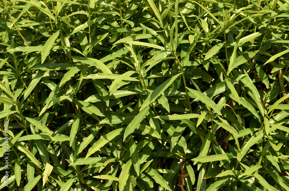 macro photo of green leaves, nature texture and background macro photo of green leaves, nature texture and background