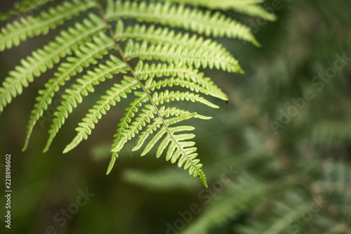 close up of green fern, creative background