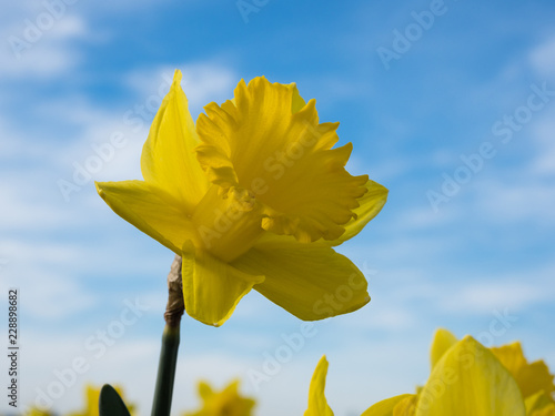 Fototapeta Naklejka Na Ścianę i Meble -  Yellow daffodil growing on a field against blue sky in Skagit Valley, Washington state, USA