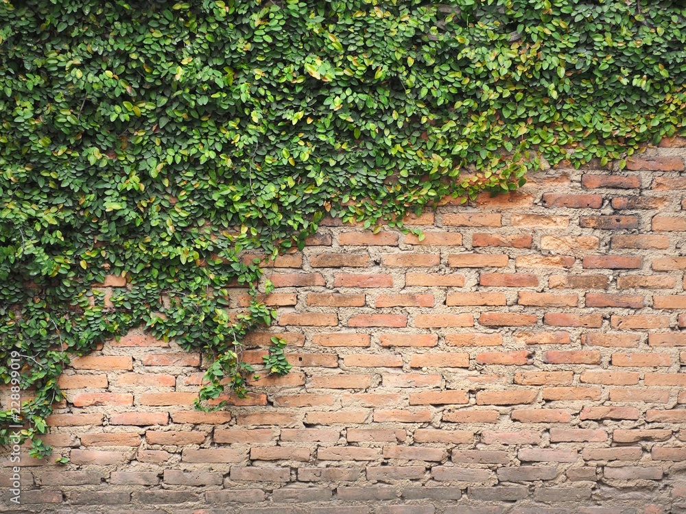 Green ivy grows on old-fashioned brick classic walls. Old stone wall with ivy as background.