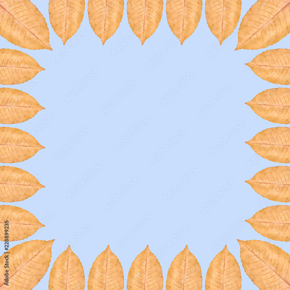 Yellow autumn leaf background, frame and border, copy space photo