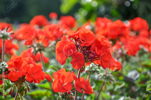 Vivid Flowers