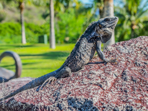 Side view of an iguana on a rock sunbathing against palm trees and green vegetation in the blurred background  skin with rough texture  sunny tropical day in Manzanillo  Colima Mexico