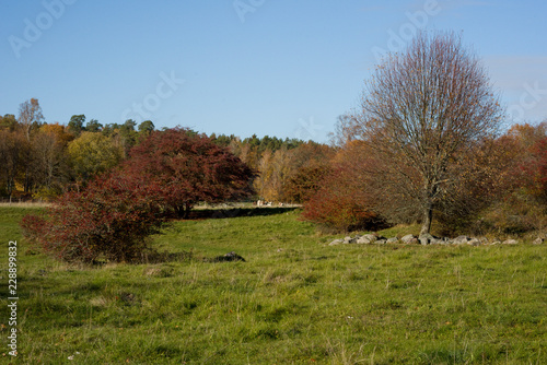 Viking burrial feld in Adelsö at lake Mälaren, Stockholm, a  pale autumn day with blue sky and sea with  clouds and orange leafs