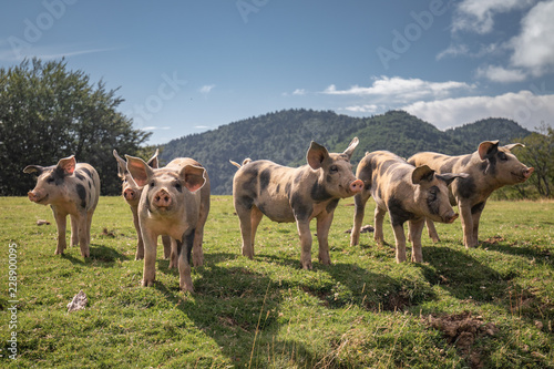 Slika na platnu Group of beautiful family of pigs searching and asking for food looking at camer