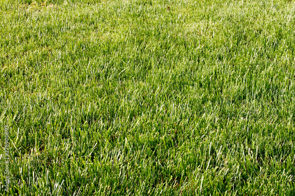 Park with grass as texture/background Park with grass as texture/background