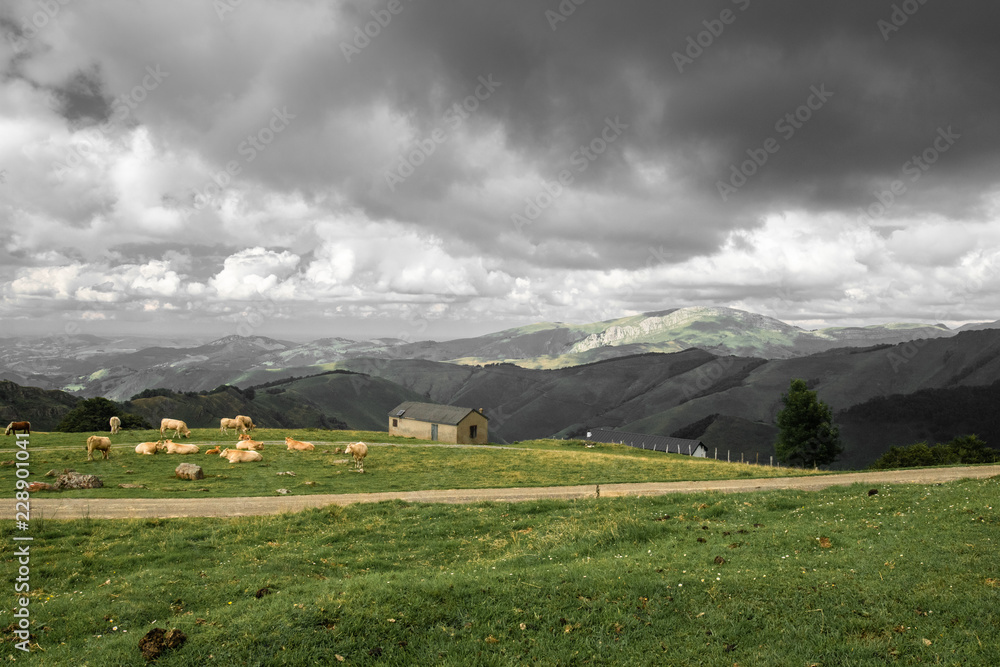 Obraz premium beautiful countryside with cows and farmhouse in Iraty mountains, Basque country, France