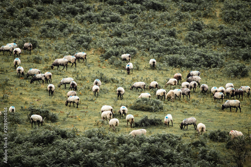 Fototapeta premium herd of sheeps, livestock living in freedom, in Iraty mountains, pays basque, france
