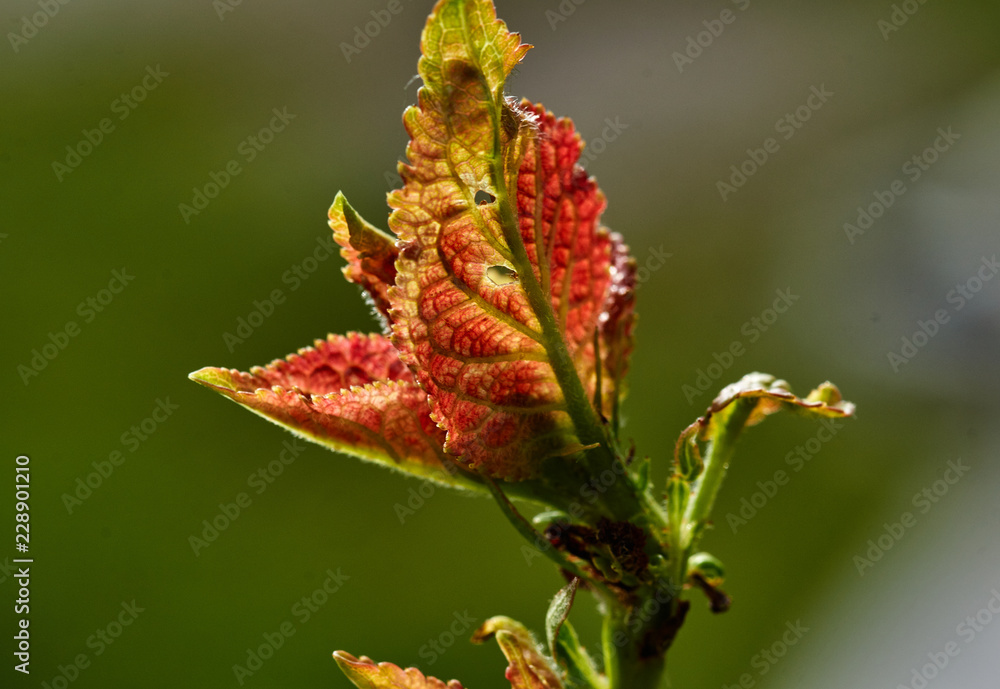 Red flower on blurred background/A blossoming red flower on a blurred background. Nature, flowers, Russia, Moscow region, Shatura
