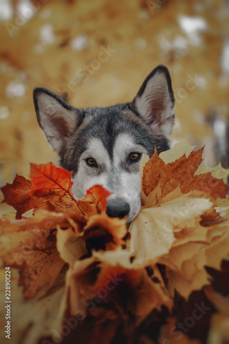 Dog in autumn yellow leaves
