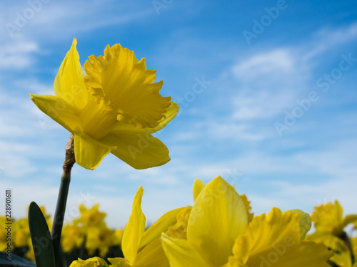 Fototapeta Naklejka Na Ścianę i Meble -  Yellow daffodils growing on a field against blue sky in Skagit Valley, Washington state, USA