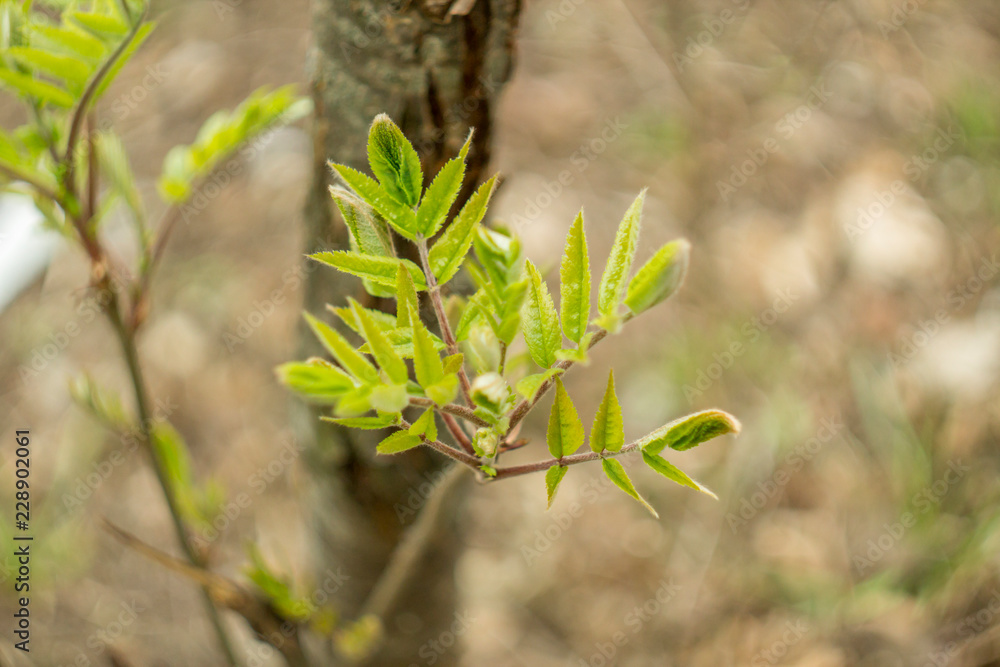 Fototapeta premium branch