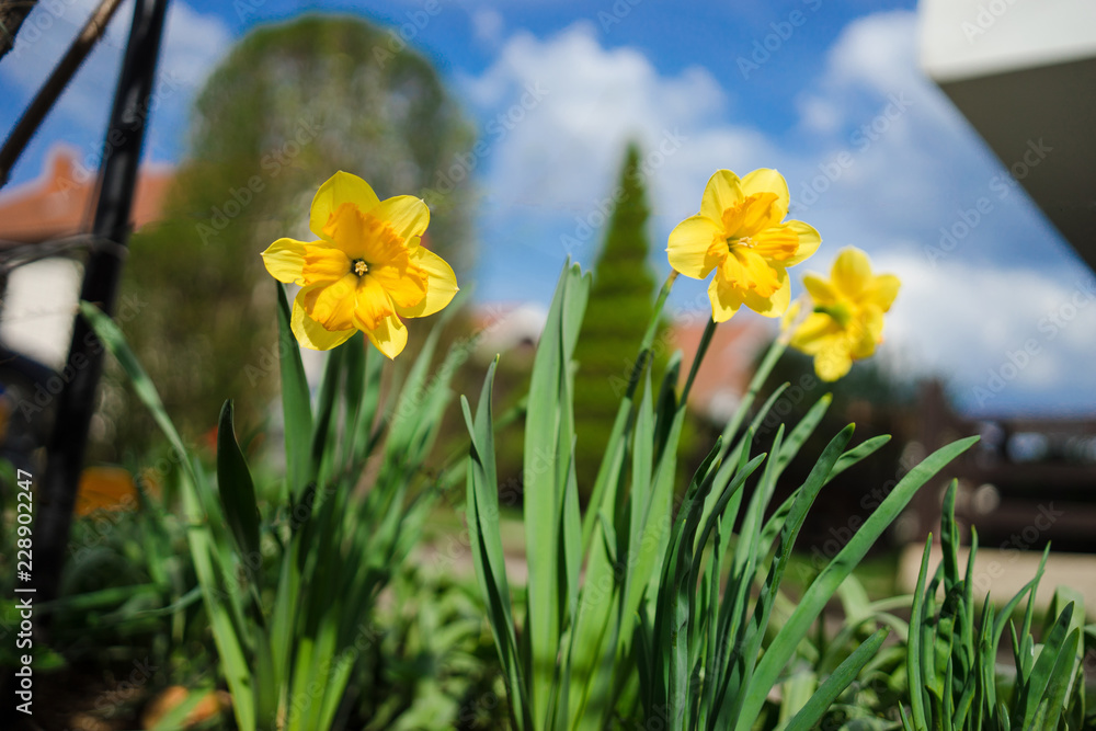 Fototapeta premium yellow daffodils in the garden