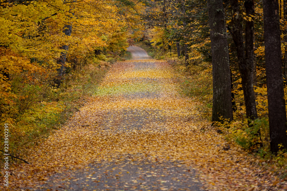 Fall Road 1