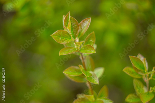 green leaves on background