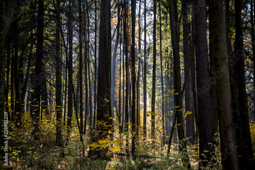 Dark mixed forest with beautiful sunlight 
