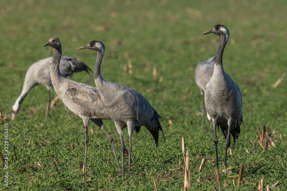 Obraz premium kraniche