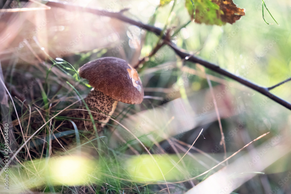 Obraz premium brzozok