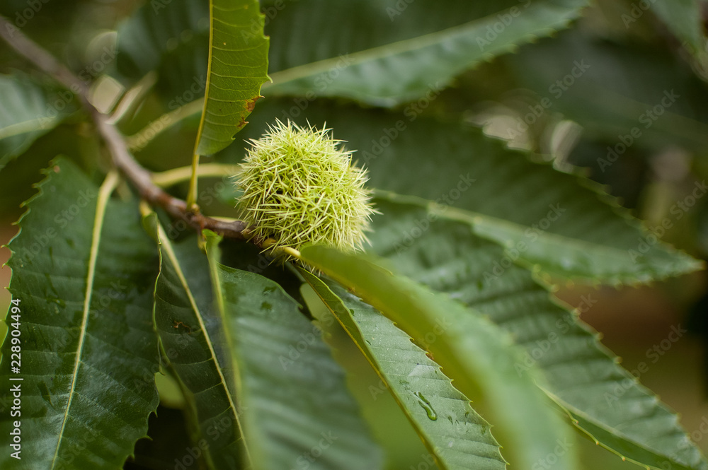 Edible chestnut in its prickly shell, fallen from the tree to the ground or still hanging from the chestnut tree. Edible chestnut in its prickly shell, fallen from the tree to the ground or still hanging from the chestnut tree.