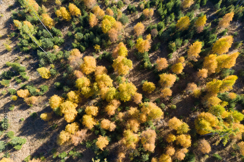 Top down view of a forest in autumn colors