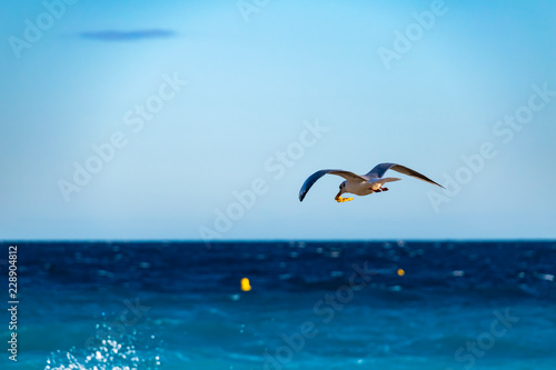 Flying seagull with prey in its beak on the coast of Nice, France. © Mickis Fotowelt