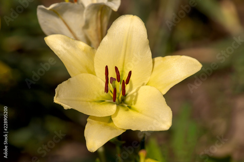 Fototapeta Naklejka Na Ścianę i Meble -  Yellow lily in the garden, close-up. One flower is yellow lily. Blurred background. Copy space. Suitable for catalog. Place for text.