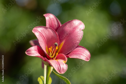 Pink-lilac lily in the garden, close-up. Single lily flower mauve. Blurred background. Copy space. Suitable for the catalog. Place for text.