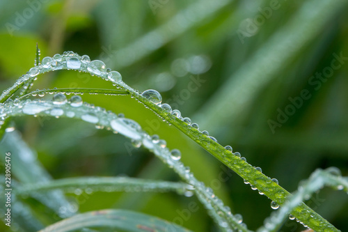 Water droplets on a leaf