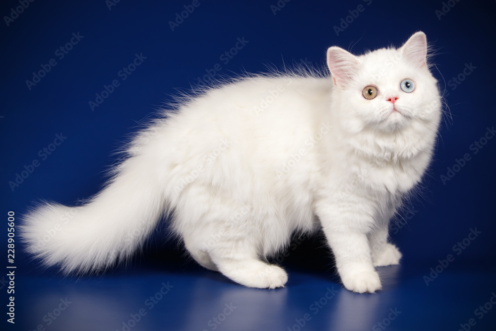 Scottish straight longhair cat on colored backgrounds