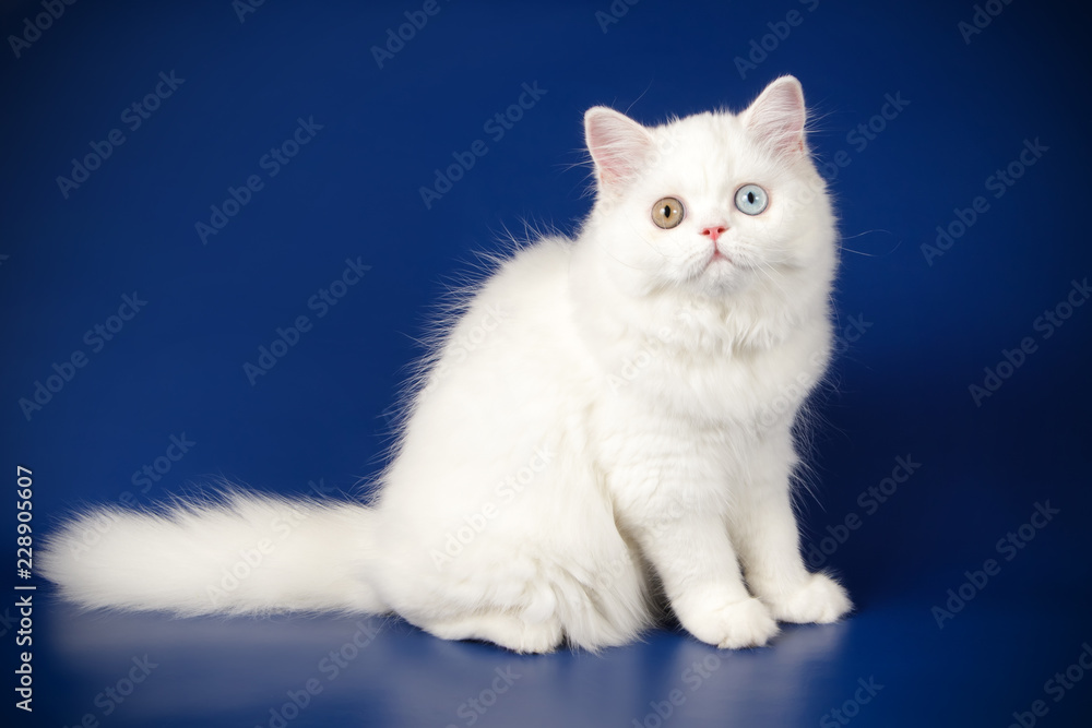 Scottish straight longhair cat on colored backgrounds Scottish straight longhair cat on colored backgrounds