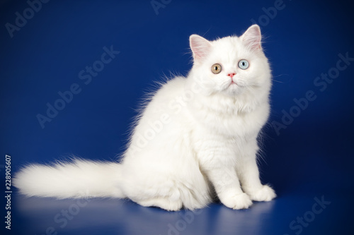 Scottish straight longhair cat on colored backgrounds