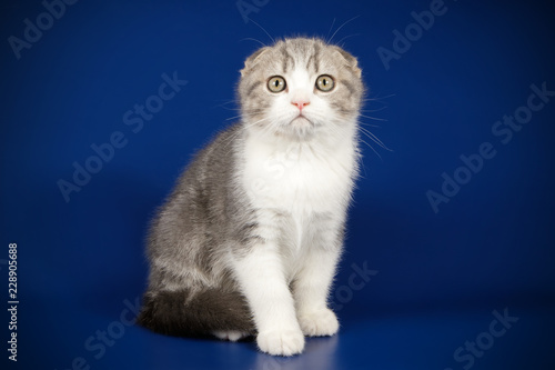 Foto Scottish fold shorthair cat on colored backgrounds