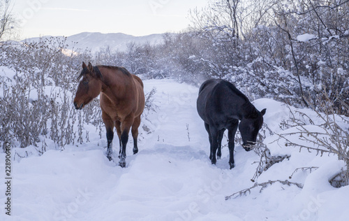 Two horses face camera and mirror poses on a snowy winter trail