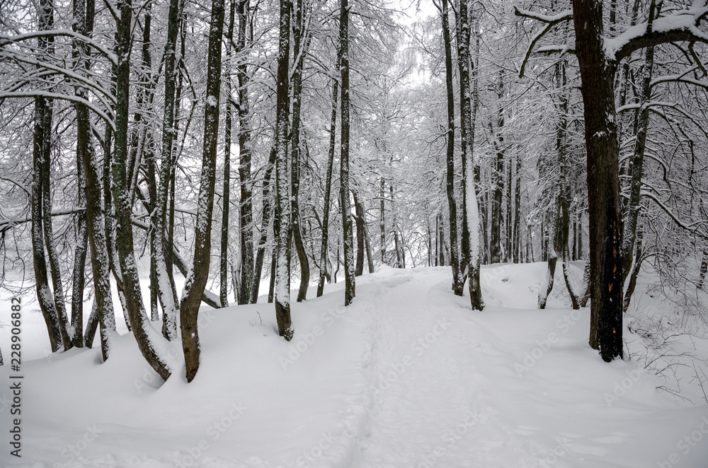 Serene winter landscape with snow covered trees in park during heavy snowfall. Serene winter landscape with snow covered trees in park during heavy snowfall.