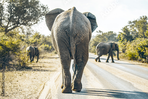 Elephant on the road