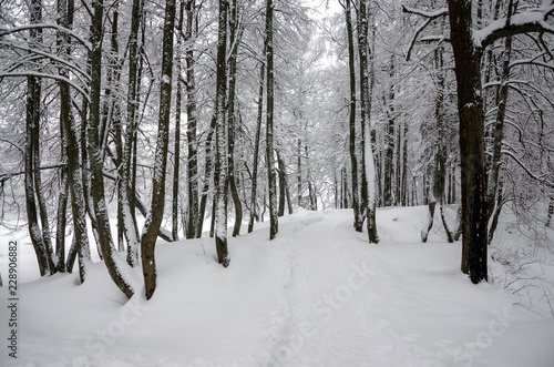 Serene winter landscape with snow covered trees in park during heavy snowfall.  © valeriy boyarskiy