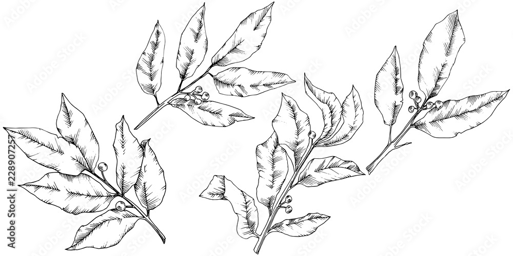 Fototapeta premium Vector laurus leaf. Leaf plant botanical garden floral foliage. Isolated illustration element. Black and white engraved ink art. Vector leaf for background, texture, wrapper pattern, frame or border.