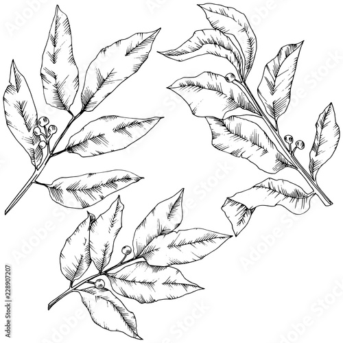 Vector laurus leaf. Leaf plant botanical garden floral foliage. Isolated illustration element. Black and white engraved ink art. Vector leaf for background, texture, wrapper pattern, frame or border.