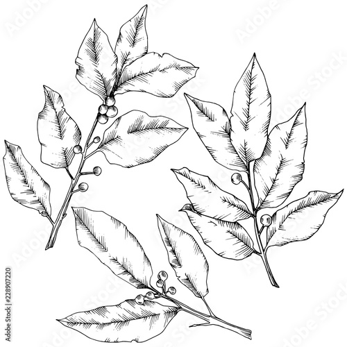 Vector laurus leaf. Leaf plant botanical garden floral foliage. Isolated illustration element. Black and white engraved ink art. Vector leaf for background, texture, wrapper pattern, frame or border.