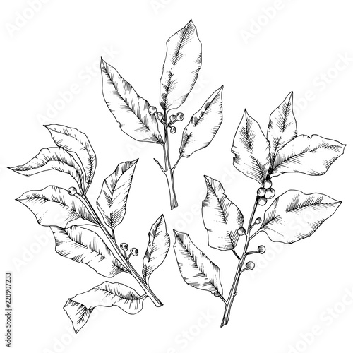 Vector laurus leaf. Leaf plant botanical garden floral foliage. Isolated illustration element. Black and white engraved ink art. Vector leaf for background, texture, wrapper pattern, frame or border.