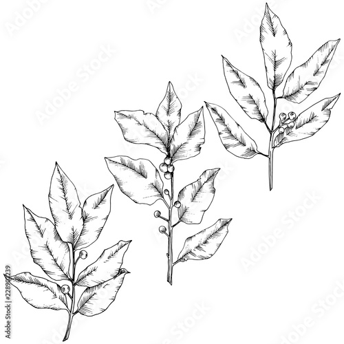 Vector laurus leaf. Leaf plant botanical garden floral foliage. Isolated illustration element. Black and white engraved ink art. Vector leaf for background, texture, wrapper pattern, frame or border.