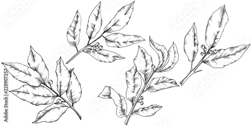 Vector laurus leaf. Leaf plant botanical garden floral foliage. Isolated illustration element. Black and white engraved ink art. Vector leaf for background, texture, wrapper pattern, frame or border.