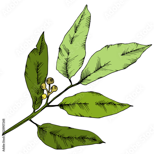 Vector green laurus leaf. Leaf plant botanical garden floral foliage. Isolated illustration element. Vector leaf for background, texture, wrapper pattern, frame or border.