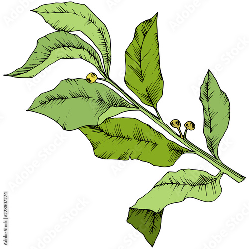 Vector green laurus leaf. Leaf plant botanical garden floral foliage. Isolated illustration element. Vector leaf for background, texture, wrapper pattern, frame or border.