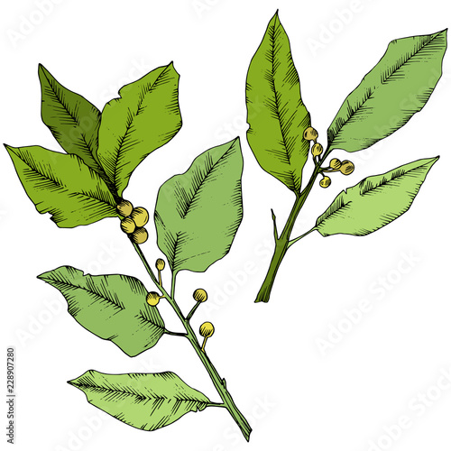 Vector green laurus leaf. Leaf plant botanical garden floral foliage. Isolated illustration element. Vector leaf for background, texture, wrapper pattern, frame or border.