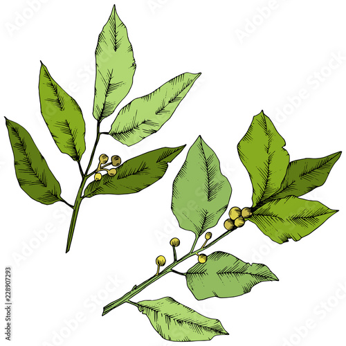 Vector green laurus leaf. Leaf plant botanical garden floral foliage. Isolated illustration element. Vector leaf for background, texture, wrapper pattern, frame or border.