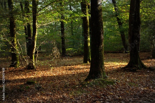 forêt en automne, arbres et tapis de feuilles mortes 
