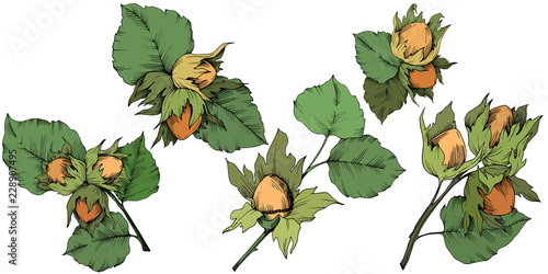 Vector autumn plant hazel nut. Leaf plant botanical garden floral foliage. Isolated illustration element. Vector leaf for background, texture, wrapper pattern, frame or border.