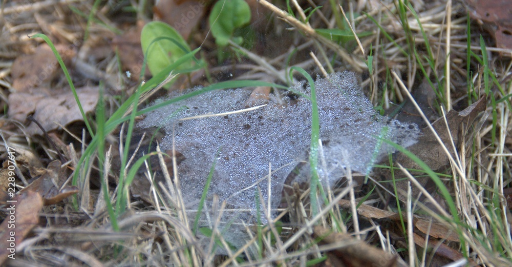 toile d'araignée dans la rosée du matin toile d'araignée dans la rosée du matin