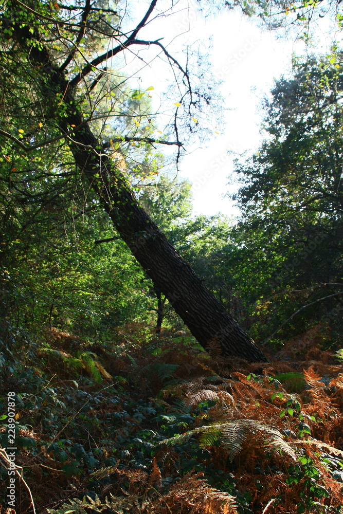 arbre incliné dans la forêt en automne arbre incliné dans la forêt en automne